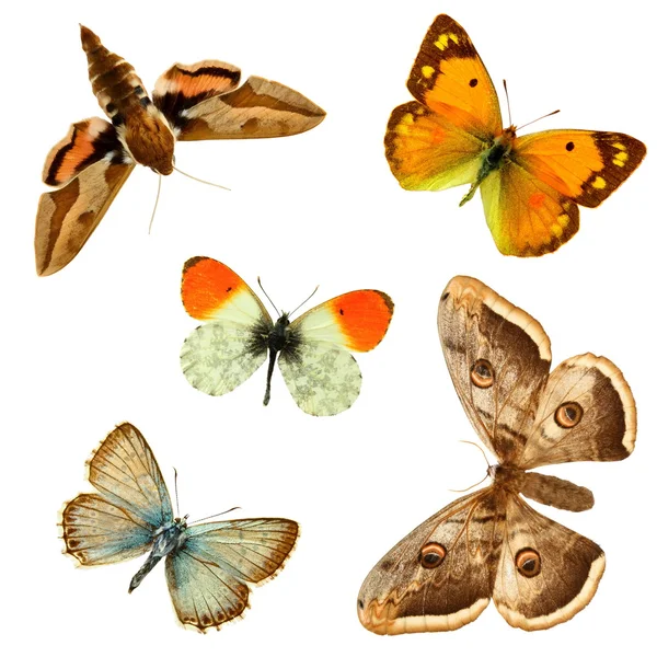 Grupa motyl — Zdjęcie stockowe