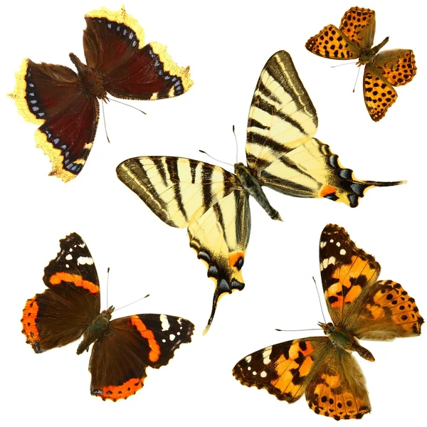 Grupo das borboletas — Fotografia de Stock