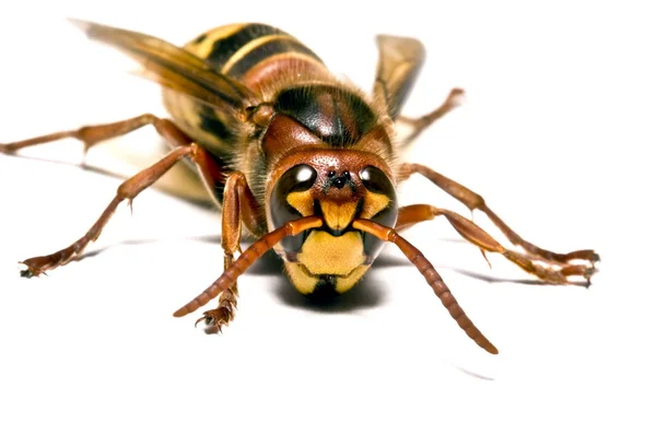 European Wasp — Stock Photo, Image