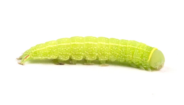 绿色的毛虫 — 图库照片