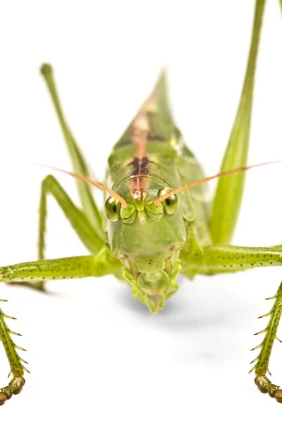 Green locust — Stock Photo, Image
