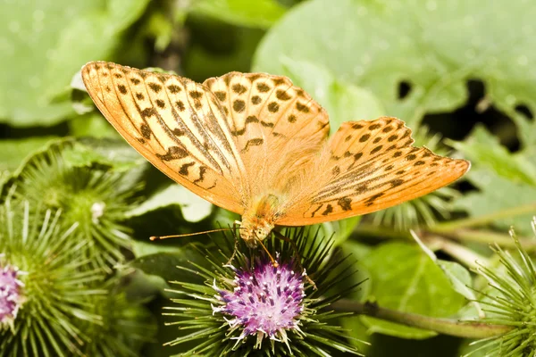 Πεταλούδα σε λουλούδι — Φωτογραφία Αρχείου