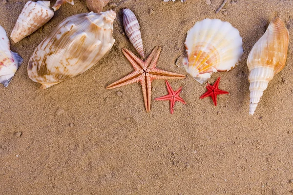 Морские звезды, ракушки — стоковое фото