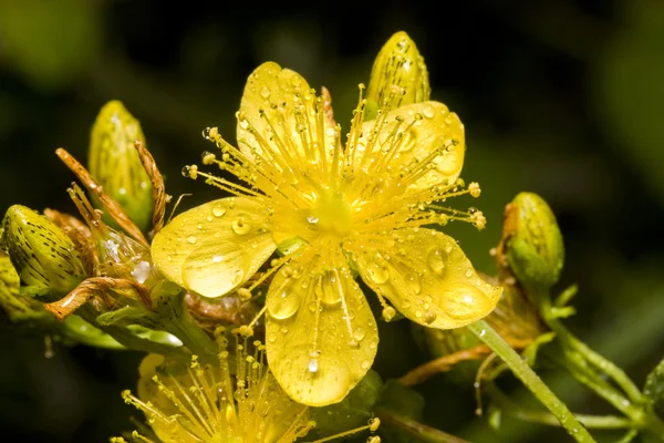 Stock image Flower