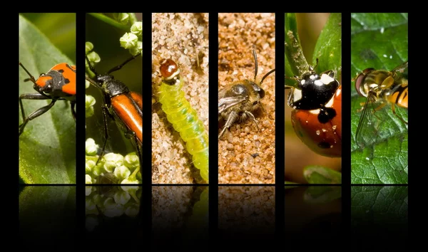 昆虫 免版税图库图片