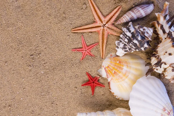 Tengeri csillag, tengeri kagylókból Jogdíjmentes Stock Képek