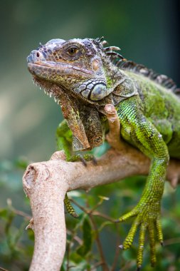 Portrait of an iguana clipart