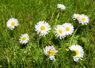 Daisies in the grass clipart