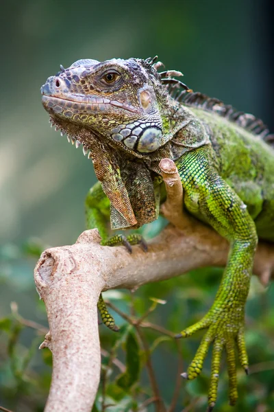 Portrait of an iguana — Stock Photo, Image