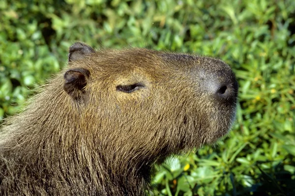 Capibara - en büyük yaşam kemirgen — Stok fotoğraf