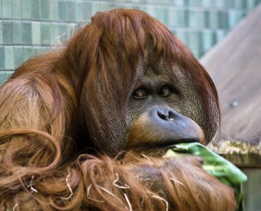 orangutan