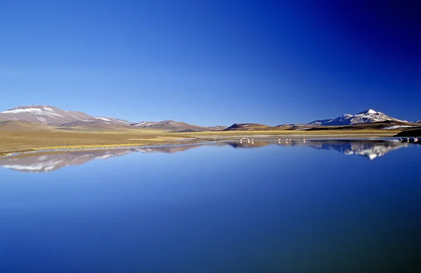 Laguna Brava mirrored and a blue sky — Stock Photo, Image