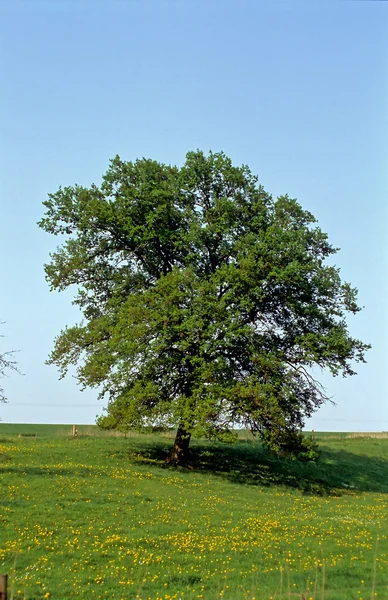 Samotne drzewo na łące — Zdjęcie stockowe