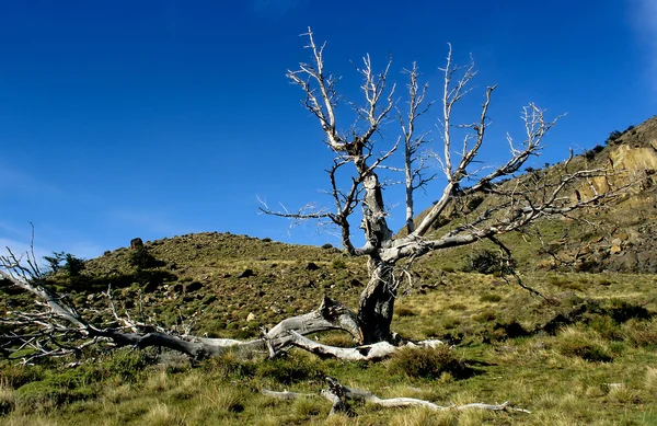 Een dode boom in los glaciares np — Stockfoto