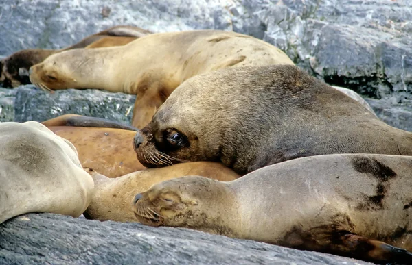 A curious sea lion — Stock Photo, Image