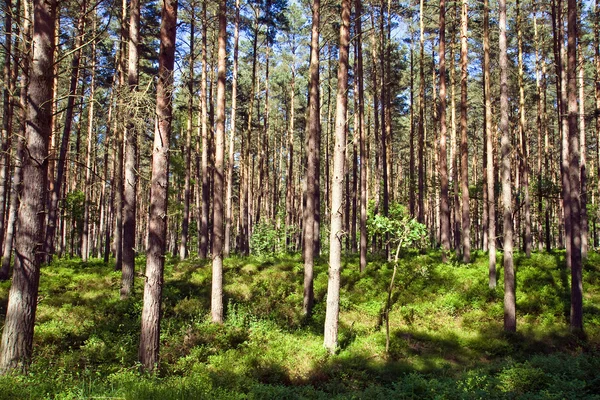 Forêt de pins ensoleillée — Photo