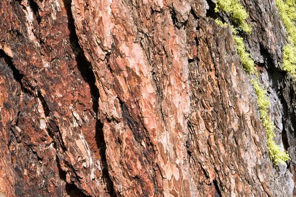 Scoarță de copac cu mușchi — Fotografie, imagine de stoc