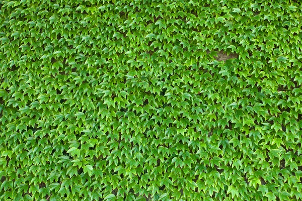 Zelené rostliny jako pozadí — Stock fotografie