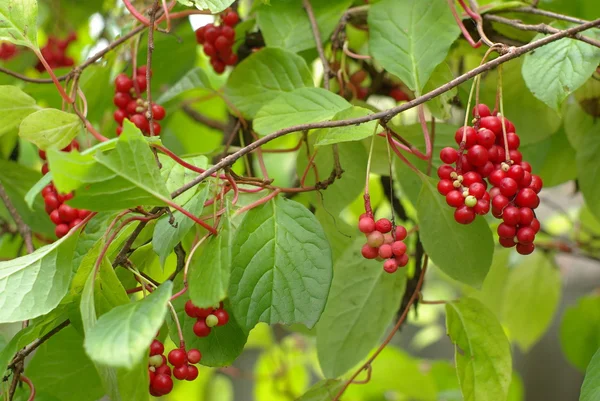 stock image Brunch of red berries