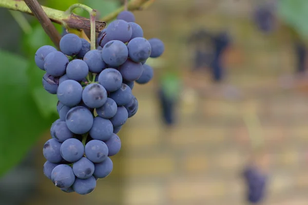 Ramo de uvas de vino —  Fotos de Stock