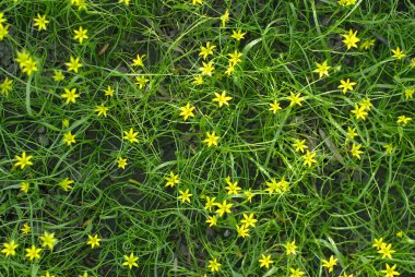 Little yellow flowers in the green grass clipart