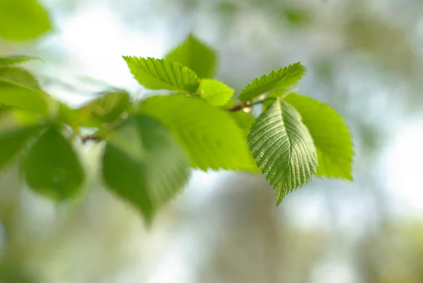 Young nut-tree leaves — Stock Photo, Image