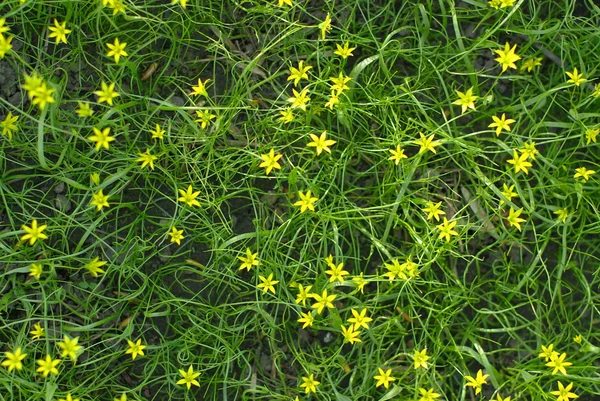 Stock image Little yellow flowers in the green grass