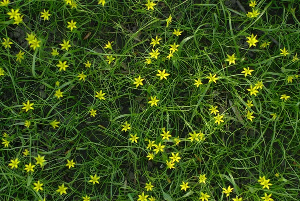 stock image Green grass and yellow flowers