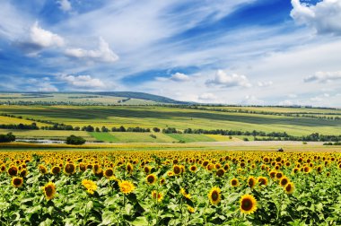 Sunflower field clipart