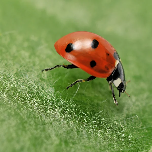 Ladybird — Stockfoto