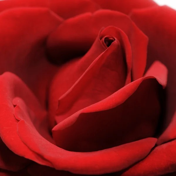 Belle rose rouge — Photo