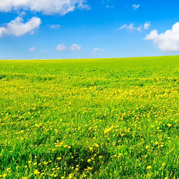 Gröna våren fält — Stockfoto