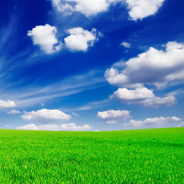 Green spring field — Stock Photo, Image
