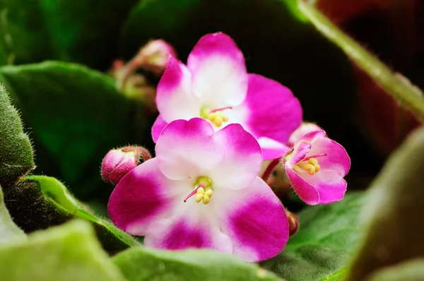 Piękne fioletowe — Zdjęcie stockowe