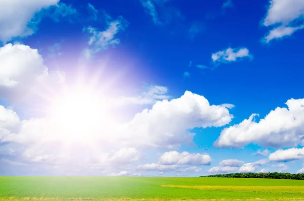 Поле и солнце — стоковое фото