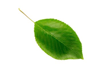 Leaf clipart