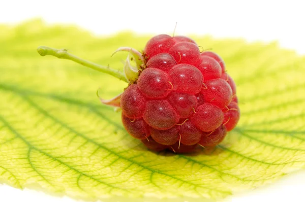 Raspberry on leaf — Stock Photo, Image