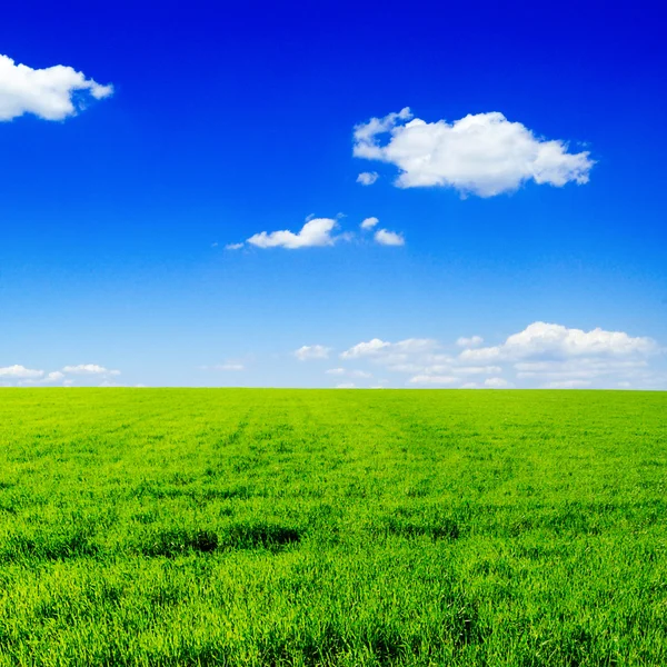 Fält och himmel Stockfoto