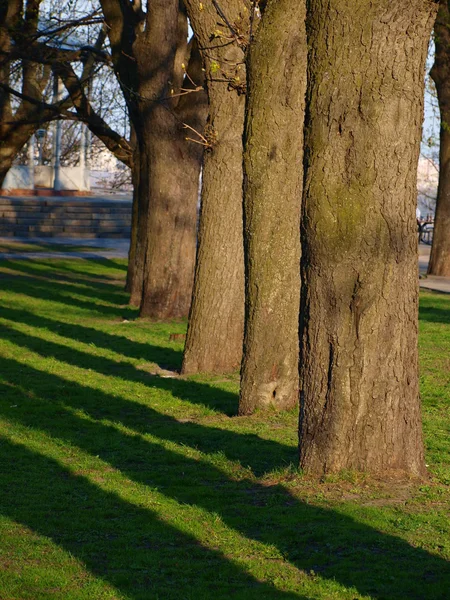 Sombra de árvores — Fotografia de Stock