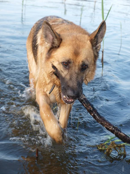 bir köpek ile bir sopa dışarı su