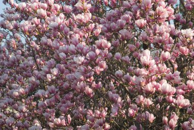 Nisan ayında çiçek açan bir manolya ağacı