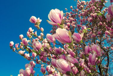 Nisan ayında çiçek açan bir manolya ağacı
