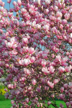 Blooming magnolia tree in april clipart