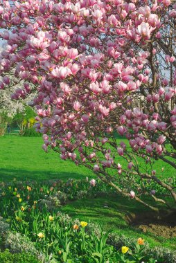 Blooming magnolia tree in april clipart