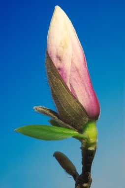 Magnolia bud against blue sky clipart