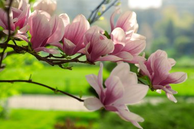 Blooming magnolia branch clipart