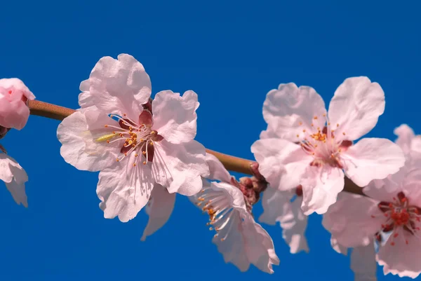 Fiore di prugne ciliegio — Foto Stock