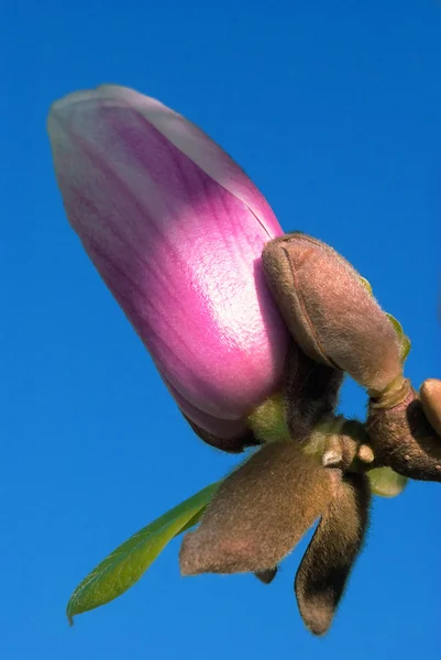 Magnolia bud against blue sky — Stock Photo, Image