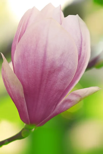 Bourgeon de magnolia en fleurs — Photo