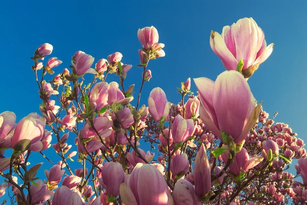 Blooming magnolia tree in april — Stock Photo, Image